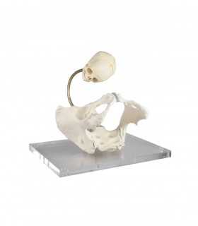 DÉSTOCKAGE Bassin démonstration d'accouchement