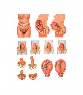 Didactique Planche position de l'enfant avant la naissance
