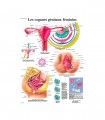 Poster des organes génitaux féminins